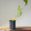 Japanese Black Pine Bonsai 1146 - Bonsaify