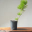 Japanese Black Pine Bonsai 1148 - Bonsaify