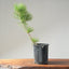 Japanese Black Pine Bonsai 1148 - Bonsaify