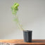 Japanese Black Pine Bonsai 1149 - Bonsaify