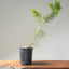 Japanese Black Pine Bonsai 1149 - Bonsaify