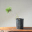 Japanese Black Pine Bonsai 1151 - Bonsaify
