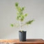Japanese Black Pine Bonsai 1152 - Bonsaify