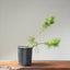 Japanese Black Pine Bonsai 1153 - Bonsaify