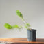 Japanese Black Pine Bonsai 1153 - Bonsaify