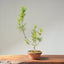 Japanese Black Pine Bonsai 1157 - Bonsaify