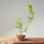 Japanese Black Pine Bonsai 1157 - Bonsaify