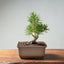 Japanese Black Pine Bonsai #1292 - Bonsaify