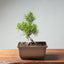 Japanese Black Pine Bonsai #1292 - Bonsaify