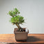Japanese Black Pine Bonsai #1292 - Bonsaify
