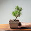 Japanese Black Pine Bonsai #1292 - Bonsaify