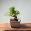 Japanese Black Pine Bonsai #1294 - Bonsaify