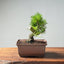 Japanese Black Pine Bonsai #1294 - Bonsaify