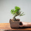 Japanese Black Pine Bonsai #1294 - Bonsaify