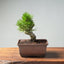 Japanese Black Pine Bonsai #1294 - Bonsaify