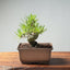 Japanese Black Pine Bonsai #1295 - Bonsaify
