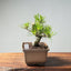Japanese Black Pine Bonsai #1295 - Bonsaify