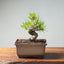 Japanese Black Pine Bonsai #1295 - Bonsaify