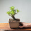 Japanese Black Pine Bonsai #1295 - Bonsaify