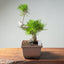 Japanese Black Pine Bonsai #1296 - Bonsaify