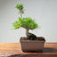 Japanese Black Pine Bonsai #1296 - Bonsaify