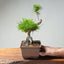 Japanese Black Pine Bonsai #1296 - Bonsaify