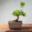 Japanese Black Pine Bonsai #1296 - Bonsaify