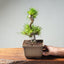 Japanese Black Pine Bonsai #1297 - Bonsaify