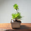 Japanese Black Pine Bonsai #1297 - Bonsaify