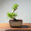 Japanese Black Pine Bonsai #1297 - Bonsaify