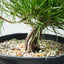 Japanese Black Pine Bonsai #1298 - Bonsaify