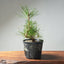 Japanese Black Pine Bonsai #1298 - Bonsaify