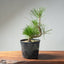 Japanese Black Pine Bonsai #1298 - Bonsaify