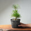 Japanese Black Pine Bonsai #1298 - Bonsaify