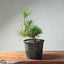 Japanese Black Pine Bonsai #1298 - Bonsaify