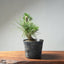 Japanese Black Pine Bonsai #1299 - Bonsaify