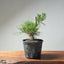Japanese Black Pine Bonsai #1299 - Bonsaify