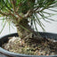 Japanese Black Pine Bonsai #1299 - Bonsaify