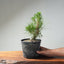 Japanese Black Pine Bonsai #1299 - Bonsaify