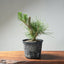 Japanese Black Pine Bonsai #1299 - Bonsaify