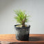 Japanese Black Pine Bonsai #1300 - Bonsaify