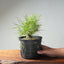 Japanese Black Pine Bonsai #1300 - Bonsaify