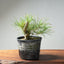 Japanese Black Pine Bonsai #1300 - Bonsaify