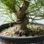 Japanese Black Pine Bonsai #1300 - Bonsaify