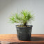 Japanese Black Pine Bonsai #1300 - Bonsaify