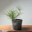 Japanese Black Pine Bonsai #1301 - Bonsaify