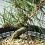 Japanese Black Pine Bonsai #1301 - Bonsaify