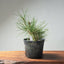 Japanese Black Pine Bonsai #1301 - Bonsaify