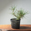 Japanese Black Pine Bonsai #1301 - Bonsaify