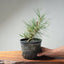 Japanese Black Pine Bonsai #1301 - Bonsaify